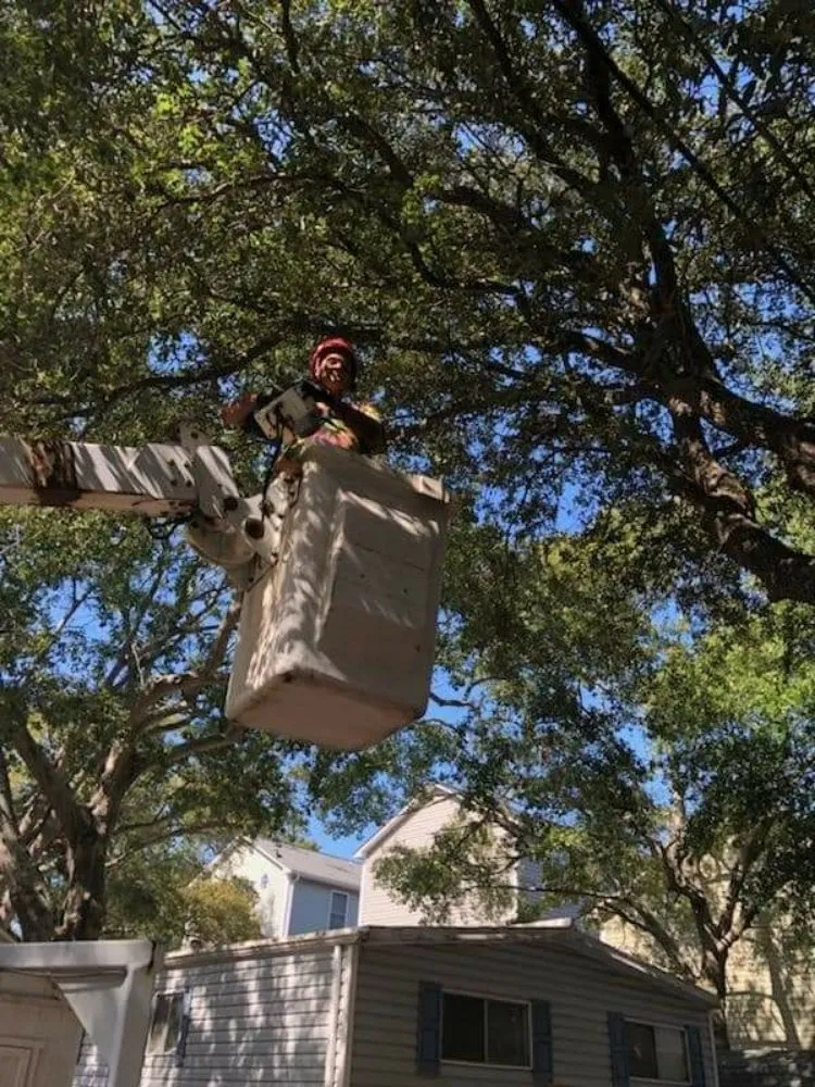 Expert landscaping services for homes across Myrtle Beach, SC - Wize Apostles Home Services