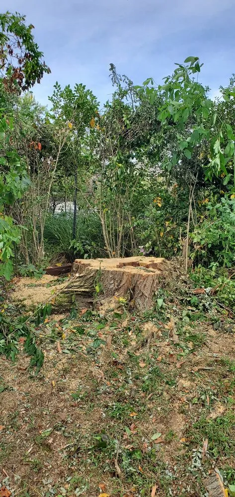 Top-rated residential landscaping for residential properties across East Lyme, CT - WJ Tree Service