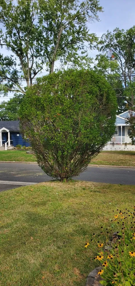 Trusted outdoor landscaping with custom design in East Lyme, CT by WJ Tree Service