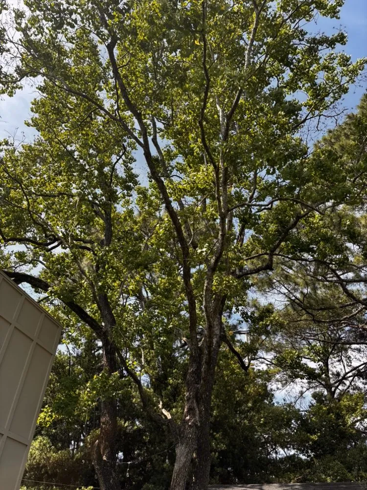 Top-rated landscaping services experts serving Mobile, AL - WLC Professional Construction and Landscape