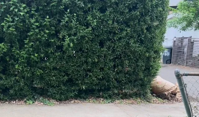 Expert yard maintenance experts serving Washington DC, DC - W&M Services