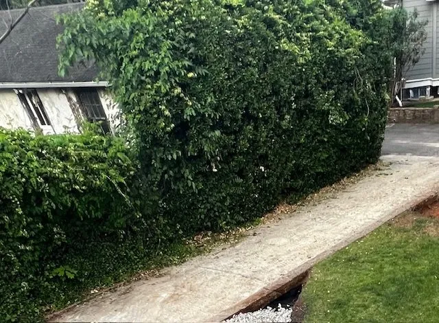 Reliable landscape design in Washington DC, DC - W&M Services