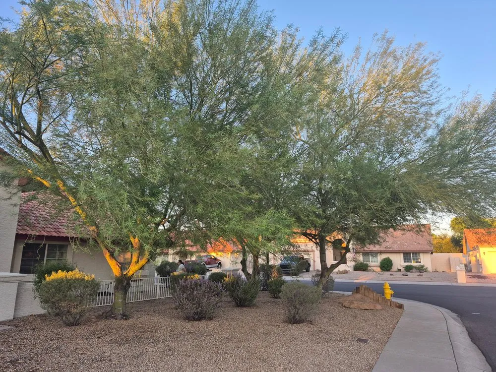 Local lawn care service with custom design across Phoenix, AZ - Wmt Services