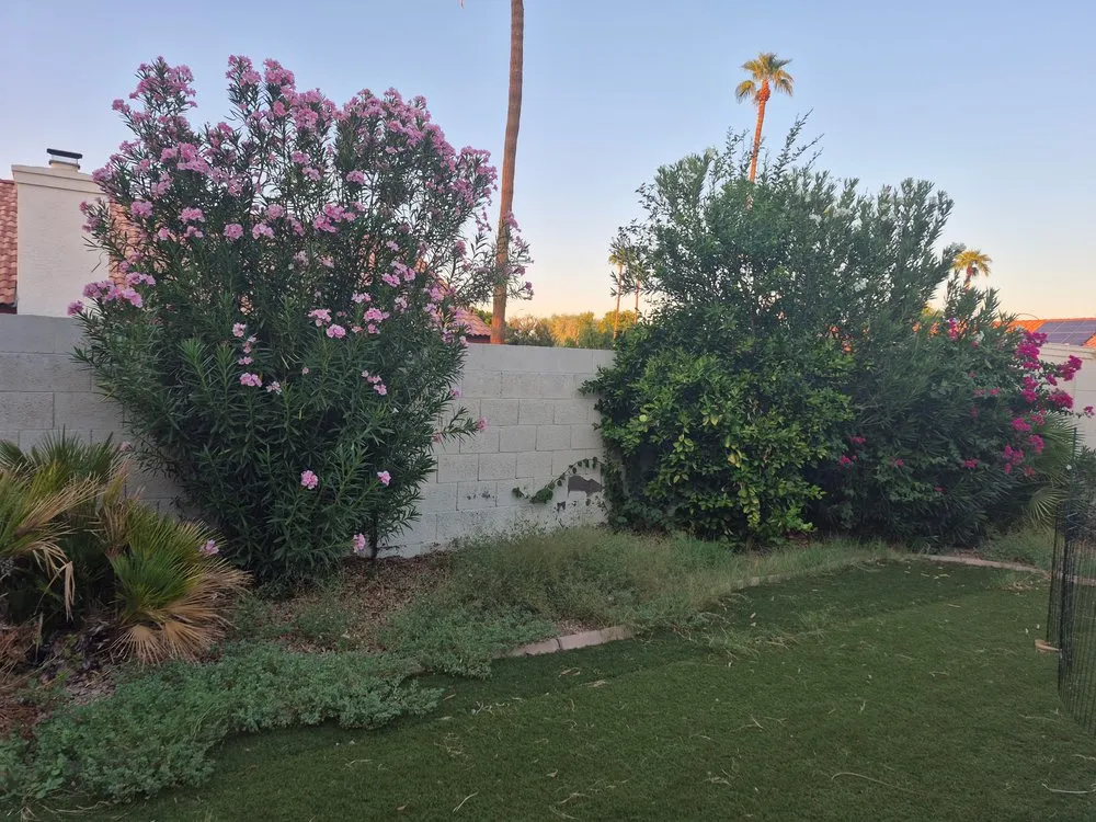 Top-rated outdoor landscaping experts serving Phoenix, AZ - Wmt Services