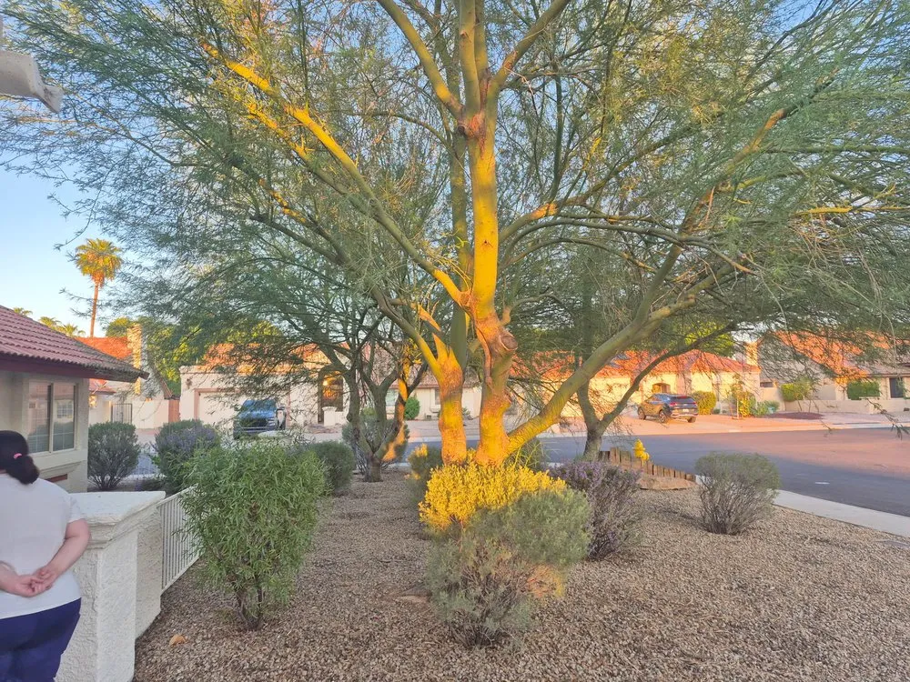 Expert lawn mowing service experts serving Phoenix, AZ - Wmt Services