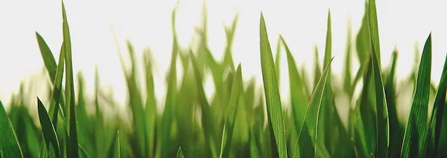 Top-rated lawn care service for beautiful yards across Gettysburg, PA - W.N.B Landscaping