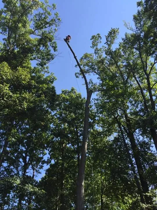 Custom residential landscaping for beautiful yards in Spruce Pine, NC by WNC Cruz Tree Service