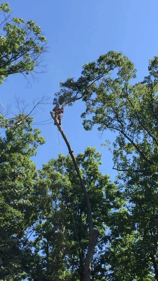 Top-rated outdoor landscaping experts serving Spruce Pine, NC - WNC Cruz Tree Service