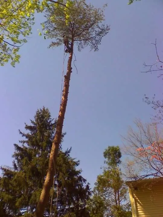 Trusted yard cleanup service experts serving Spruce Pine, NC - WNC Cruz Tree Service