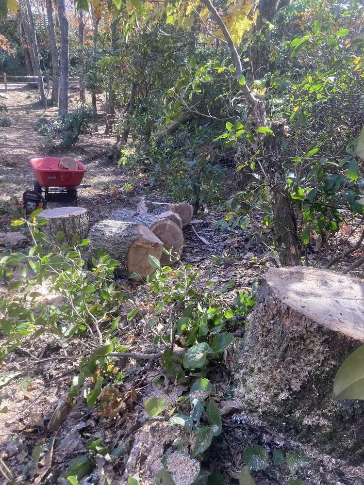 Trusted yard maintenance in Spruce Pine, NC - WNC Cruz Tree Service