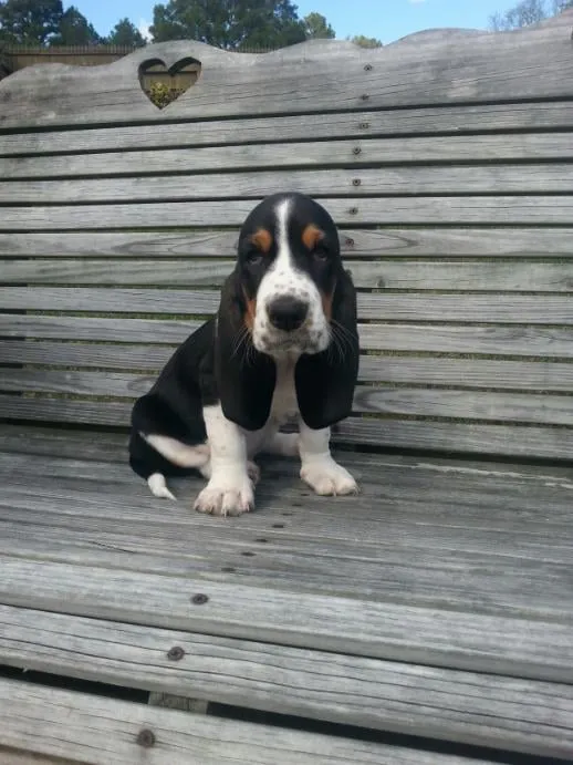 Professional yard maintenance experts serving Fletcher, NC - WNC Landscaping