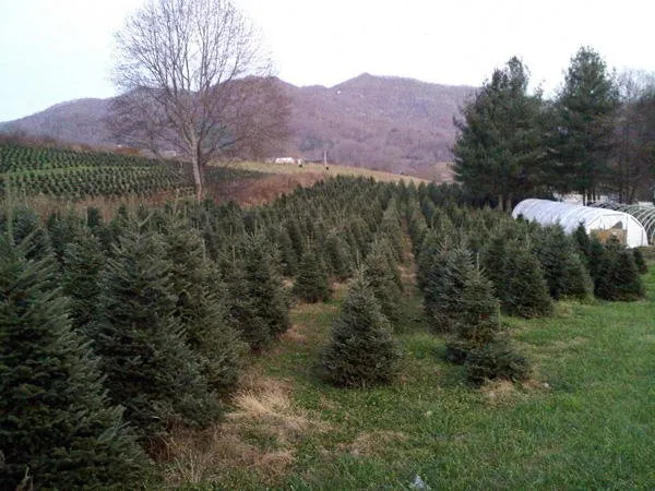 Professional landscaping services for homes across Waynesville, NC - WNC Landscaping