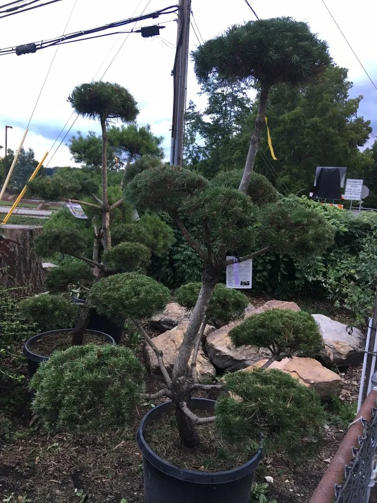 Top-rated yard cleanup service for beautiful yards in Pittsburgh, PA by Woehler Landscaping