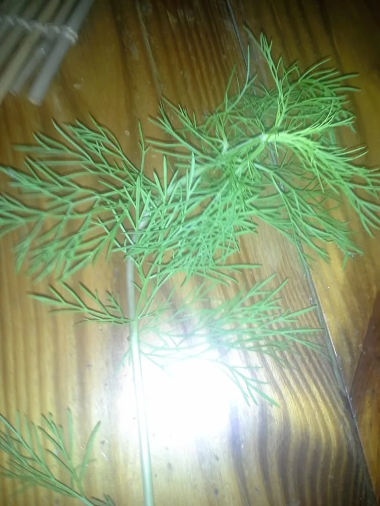 Expert landscape design for beautiful yards in Paris, TN by Wofford's Nursery & Landscaping