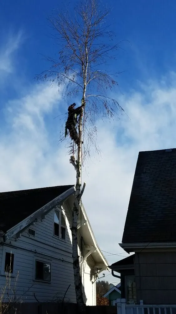 Affordable yard maintenance for beautiful yards across Renton, WA - Wolf & Sons Lawn & Landscaping