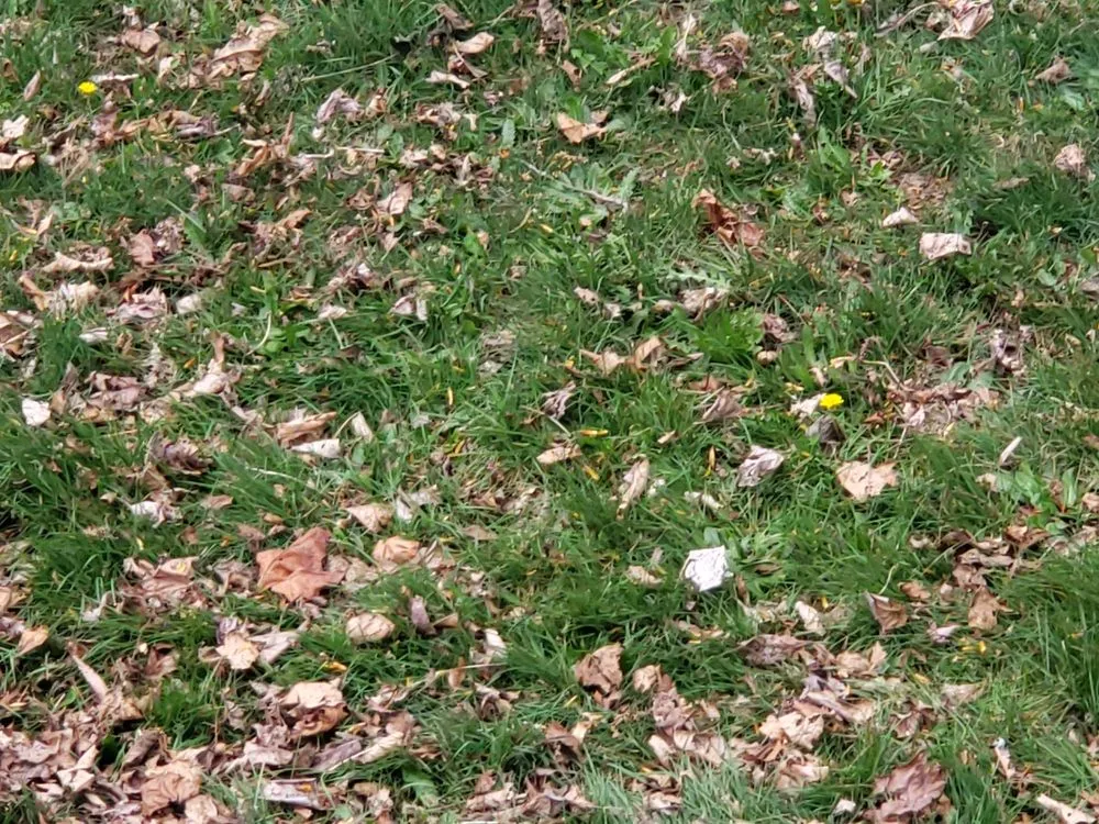 Custom landscape installation for year-round maintenance in Renton, WA by Wolf & Sons Lawn & Landscaping