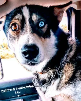 Wolf Pack Landscaping Logo