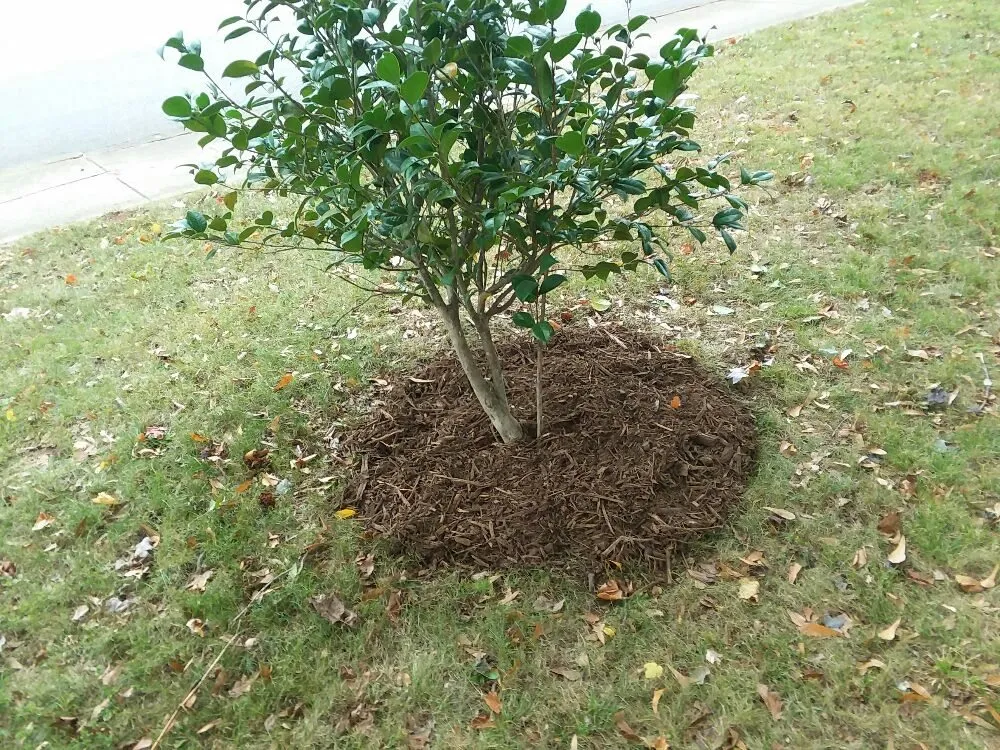 Trusted garden landscaping experts serving Greer, SC - Wolf Spirit Lawn and Tree Care