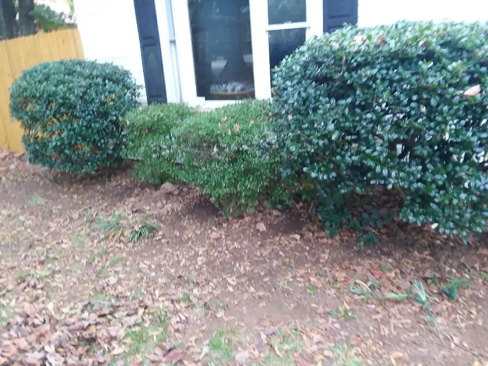 Professional landscape installation in Greer, SC by Wolf Spirit Lawn and Tree Care