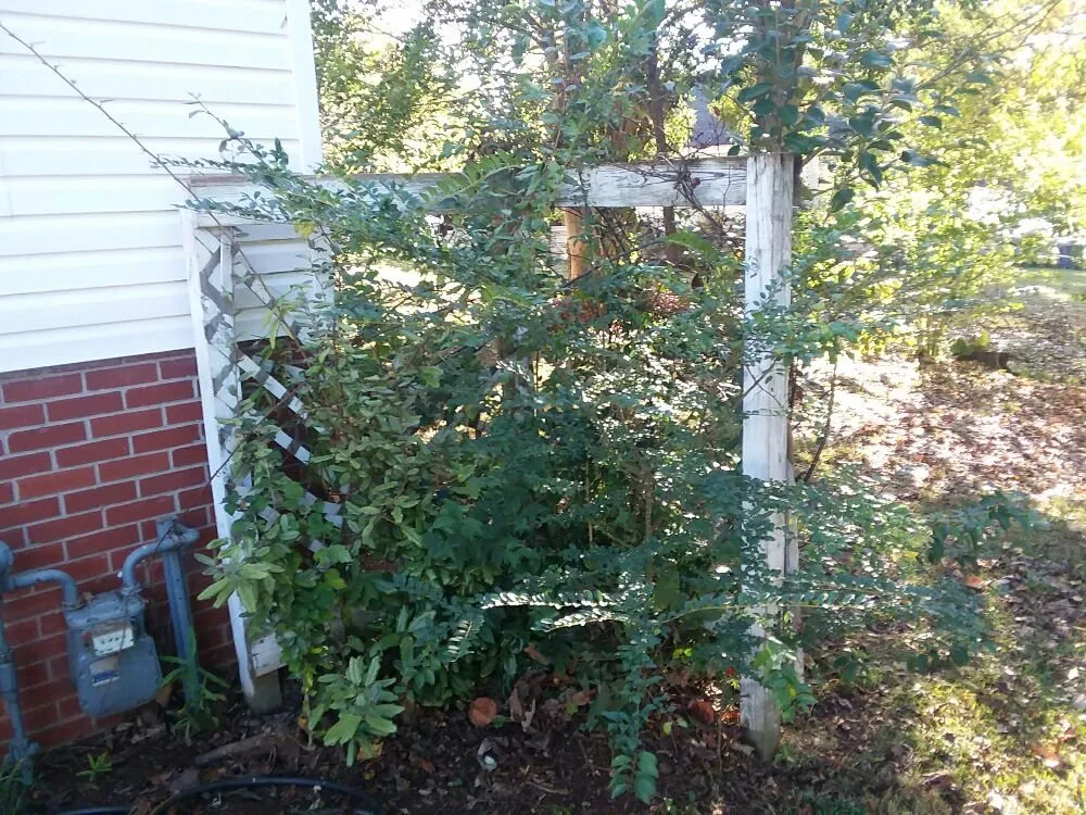 Local lawn care service in Greer, SC by Wolf Spirit Lawn and Tree Care