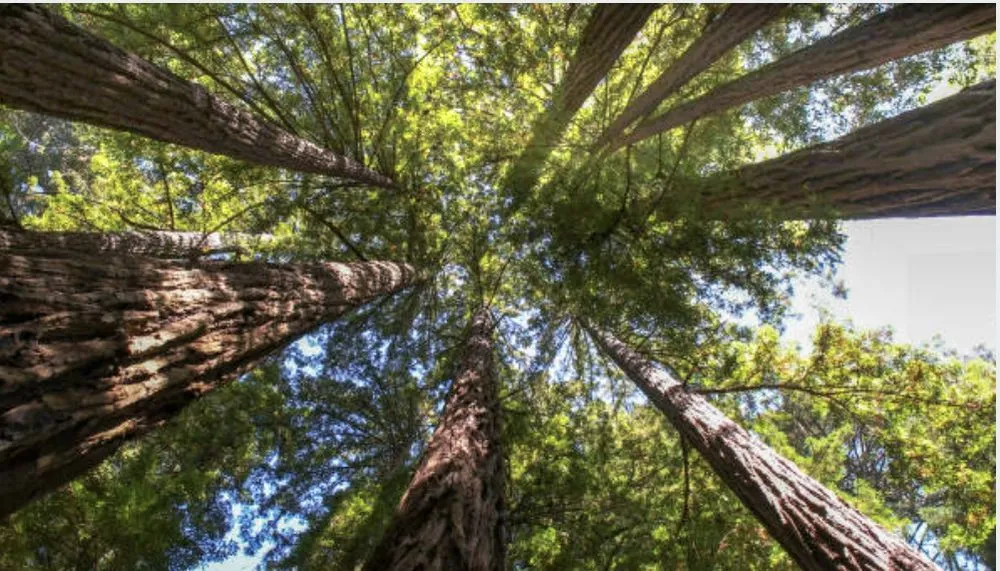 Custom garden landscaping with custom design across Sioux City, IA - Wolfe-Sharp Lawn Service