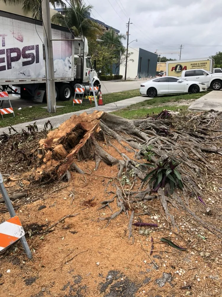 Top-rated lawn care service experts serving Davie, FL - Wolfer Landscape Services