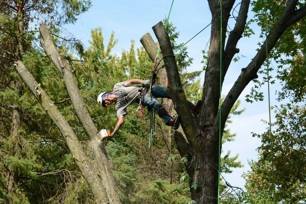 Affordable landscape design experts serving Owatonna, MN - Wolff & Son's Yard Service