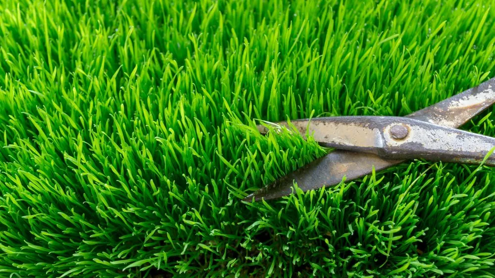 Trusted landscaping services for beautiful yards across Green Bay, WI - Wolfgram Enterprises