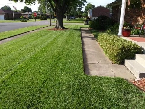 Top-rated yard maintenance for year-round maintenance across Louisville, KY - Wolfie’s Lawn Care