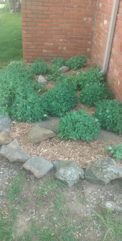 Affordable landscape design for year-round maintenance in Harper, KS by Wolverine Landscapes