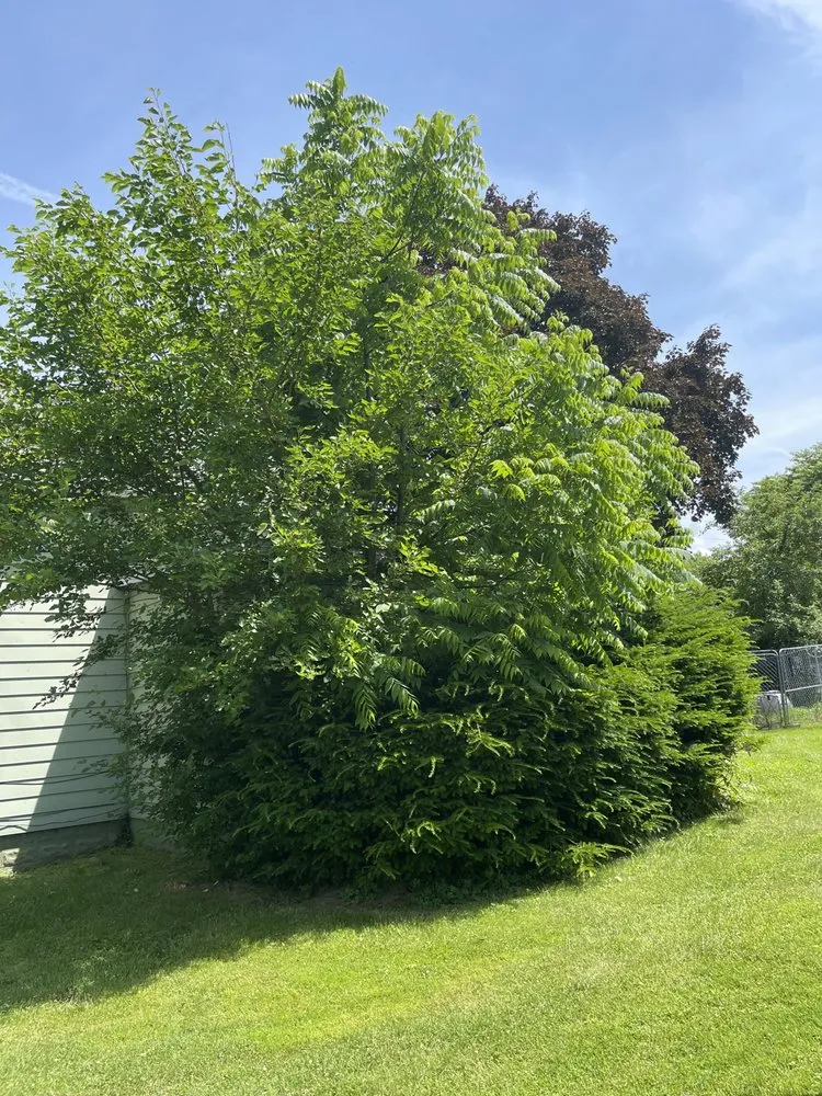 Affordable yard cleanup service with custom design across Greenville, PA - Wolves Landscaping