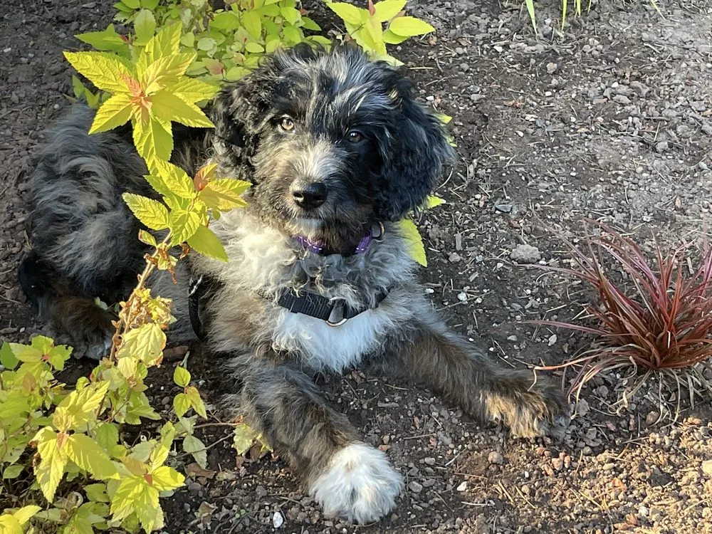 Custom outdoor landscaping for outdoor upgrades in Hillsboro, OR by Wolves Landscaping Maintenance