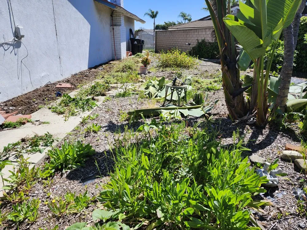 Professional landscaping services in Twentynine Palms, CA by Wonder Valley Landscape