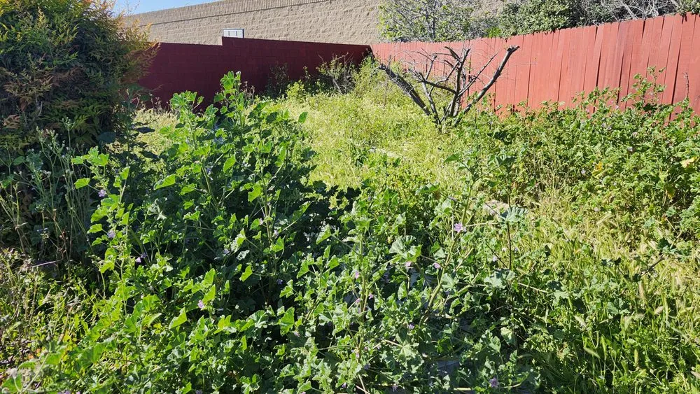 Top-rated yard cleanup service near you across Twentynine Palms, CA - Wonder Valley Landscape