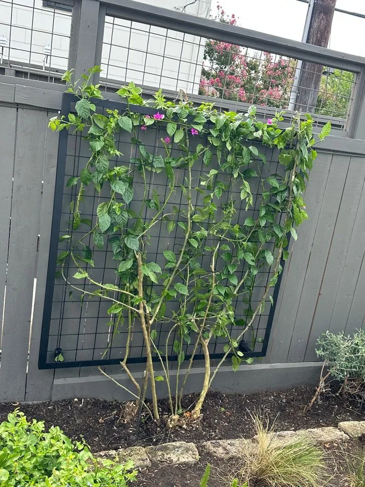 Expert lawn care service for outdoor upgrades in Houston, TX by Wonderful Design Landscaping