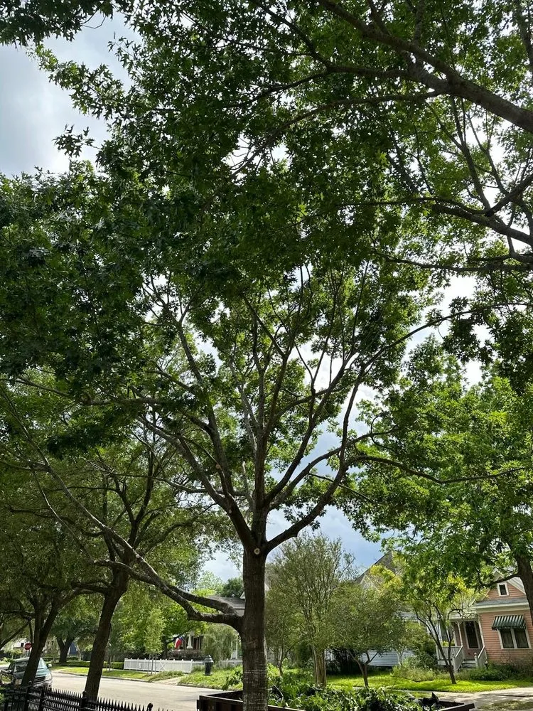 Reliable lawn care service for residential properties across Houston, TX - Wonderful Design Landscaping