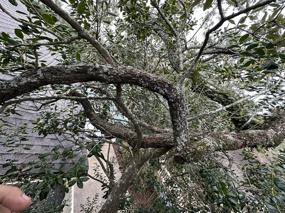 Expert landscape design experts serving Houston, TX - Wonderful Design Landscaping