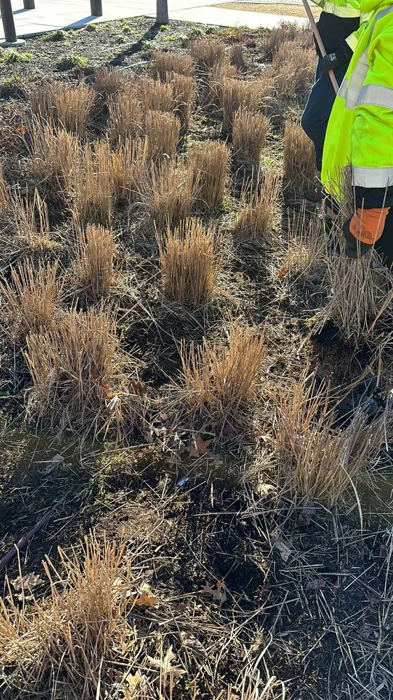 Expert yard cleanup service in Nashville, TN by Wonderful Landscape