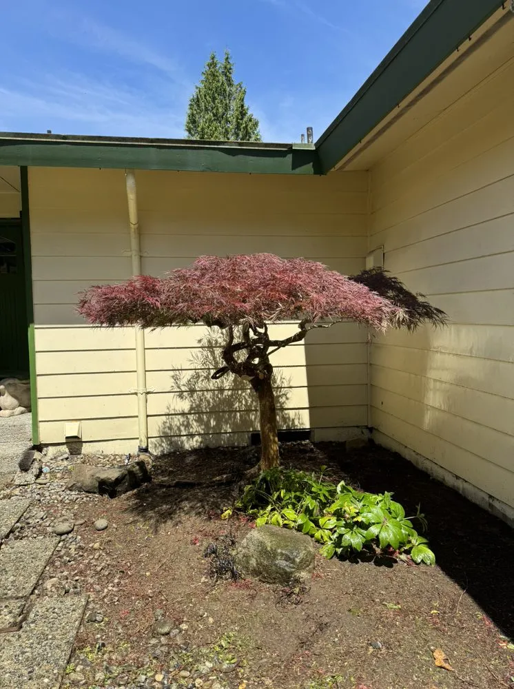 Custom outdoor landscaping for homes across Bellevue, WA - Wonderful Planting & Pruning