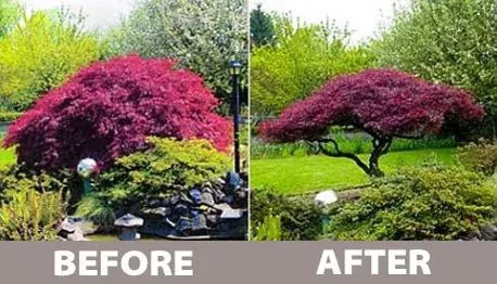 Expert outdoor landscaping in Bellevue, WA - Wonderful Planting & Pruning