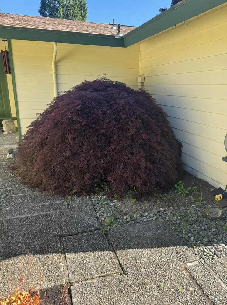 Local lawn care service with custom design across Bellevue, WA - Wonderful Planting & Pruning