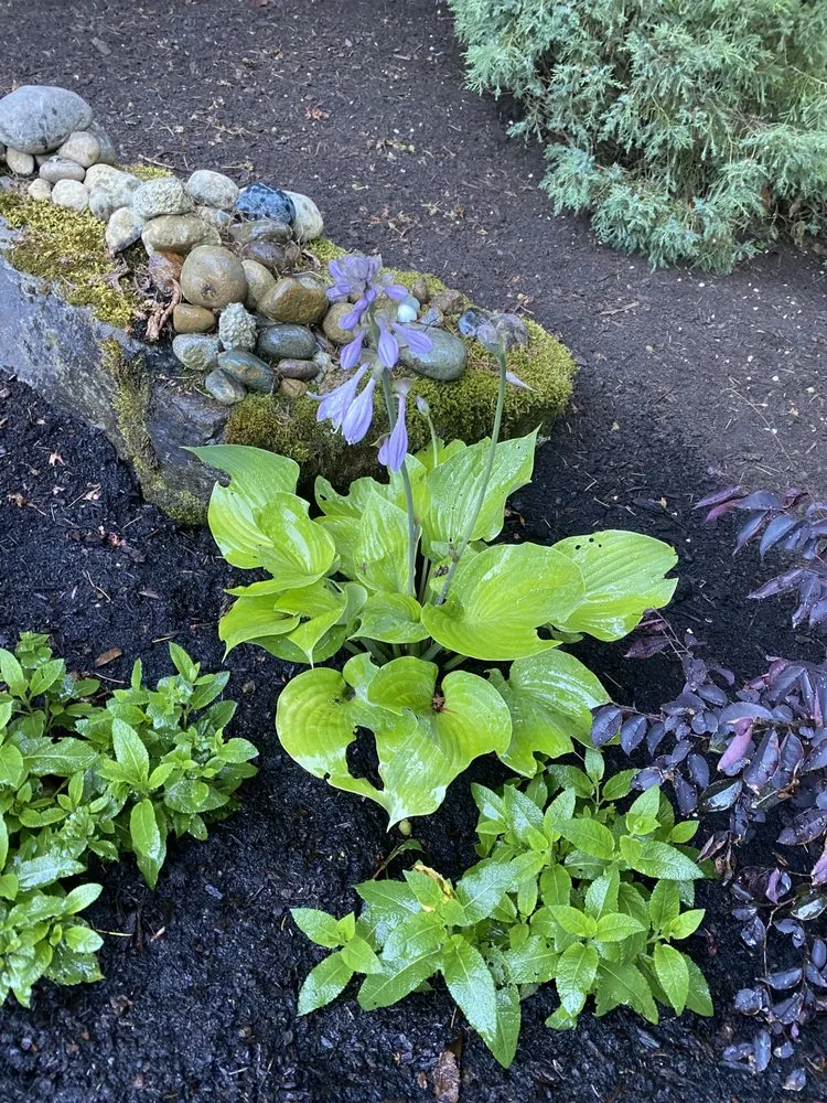 Professional garden landscaping for beautiful yards across Bellevue, WA - Wonderful Planting & Pruning