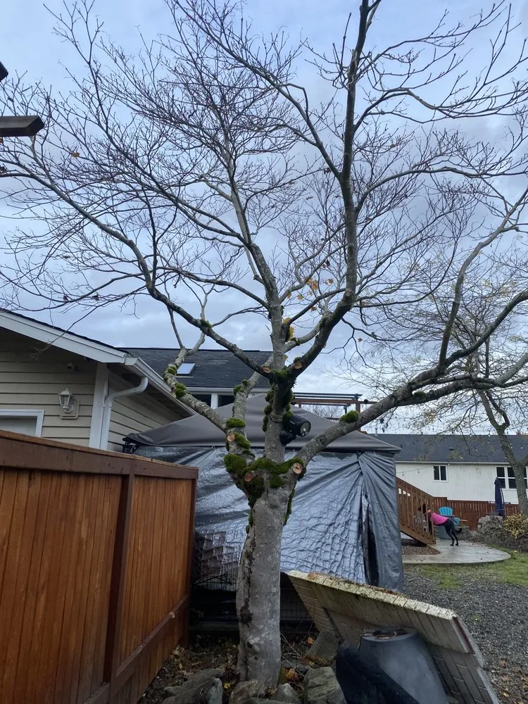 Reliable landscaping services experts serving Bellevue, WA - Wonderful Planting & Pruning