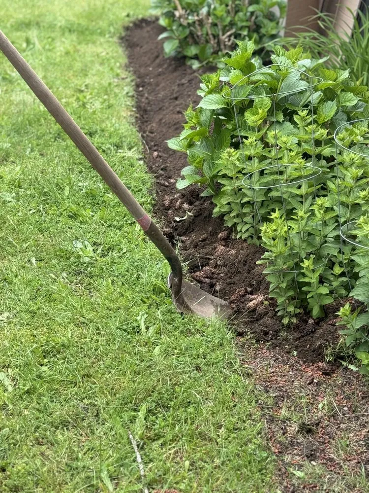 Reliable landscaping services in Bellevue, WA by Wonderful Planting & Pruning