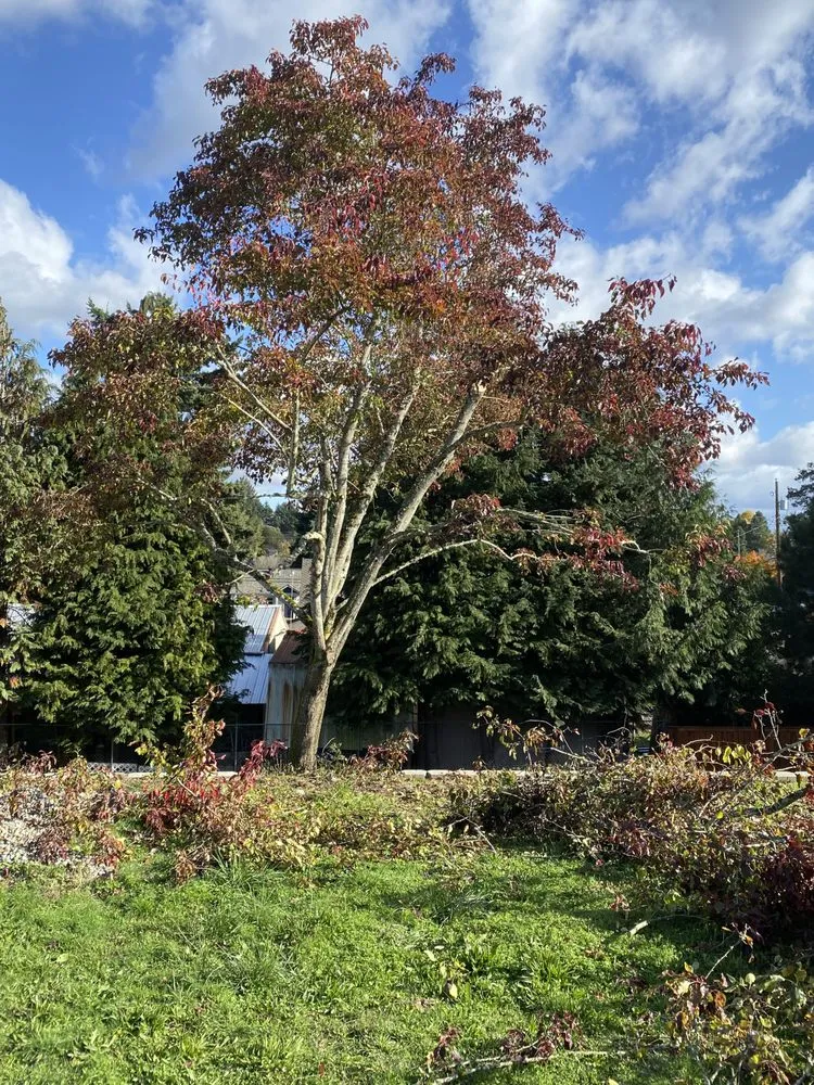 Top-rated garden landscaping for outdoor upgrades in Bellevue, WA by Wonderful Planting & Pruning