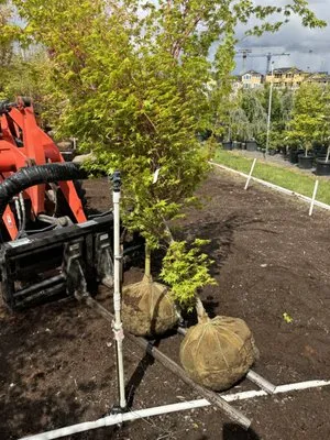 Wonderful Planting & Pruning Logo