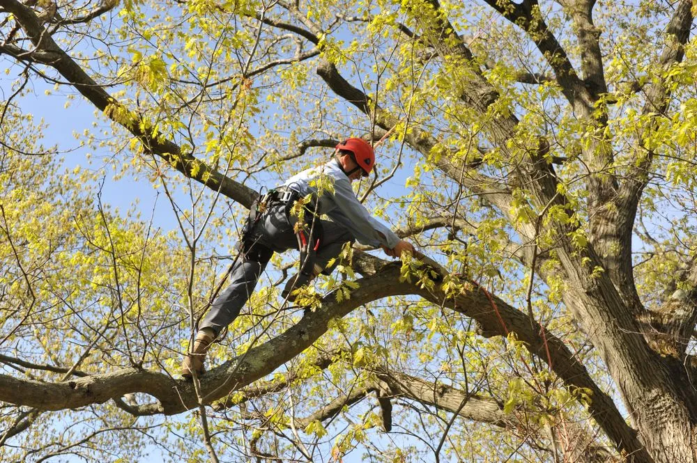 Custom yard maintenance in Oyster Bay, NY by Wonderland Tree Care
