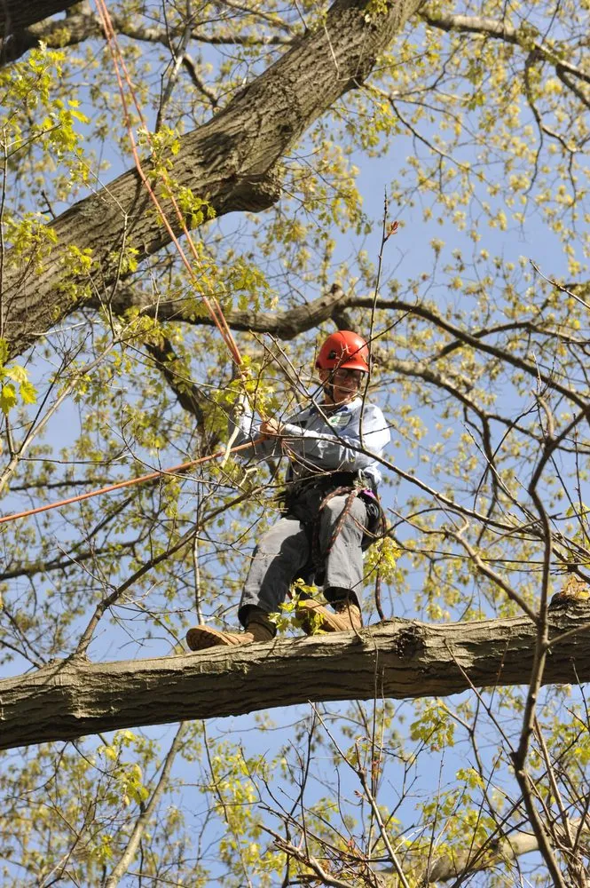 Trusted lawn care service for year-round maintenance across Oyster Bay, NY - Wonderland Tree Care