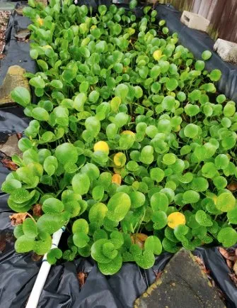 Professional outdoor landscaping for beautiful yards in Winter Park, FL by Wonders of Water