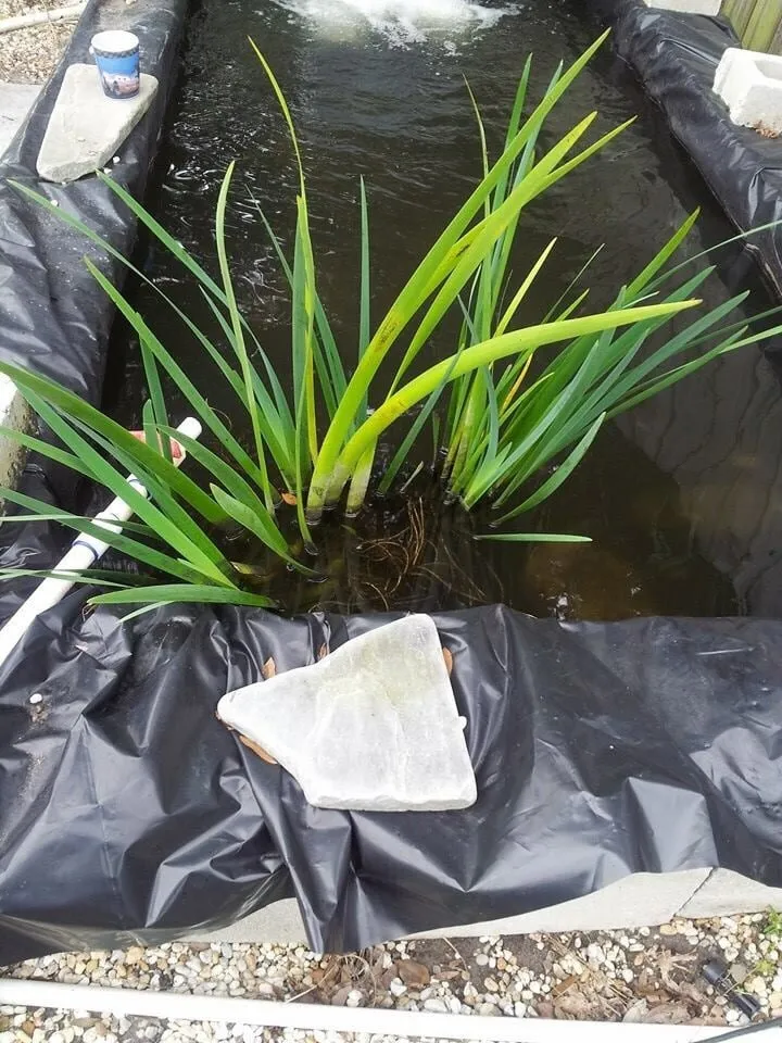 Top-rated lawn care service in Winter Park, FL by Wonders of Water